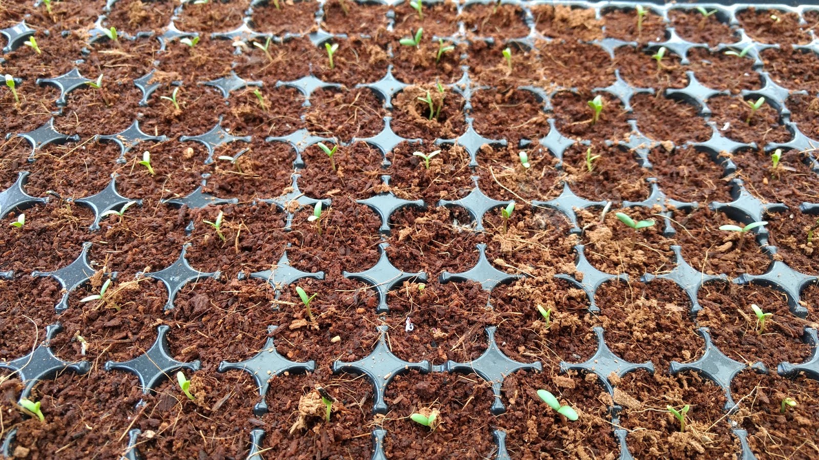 Premium Cocopeat Blocks