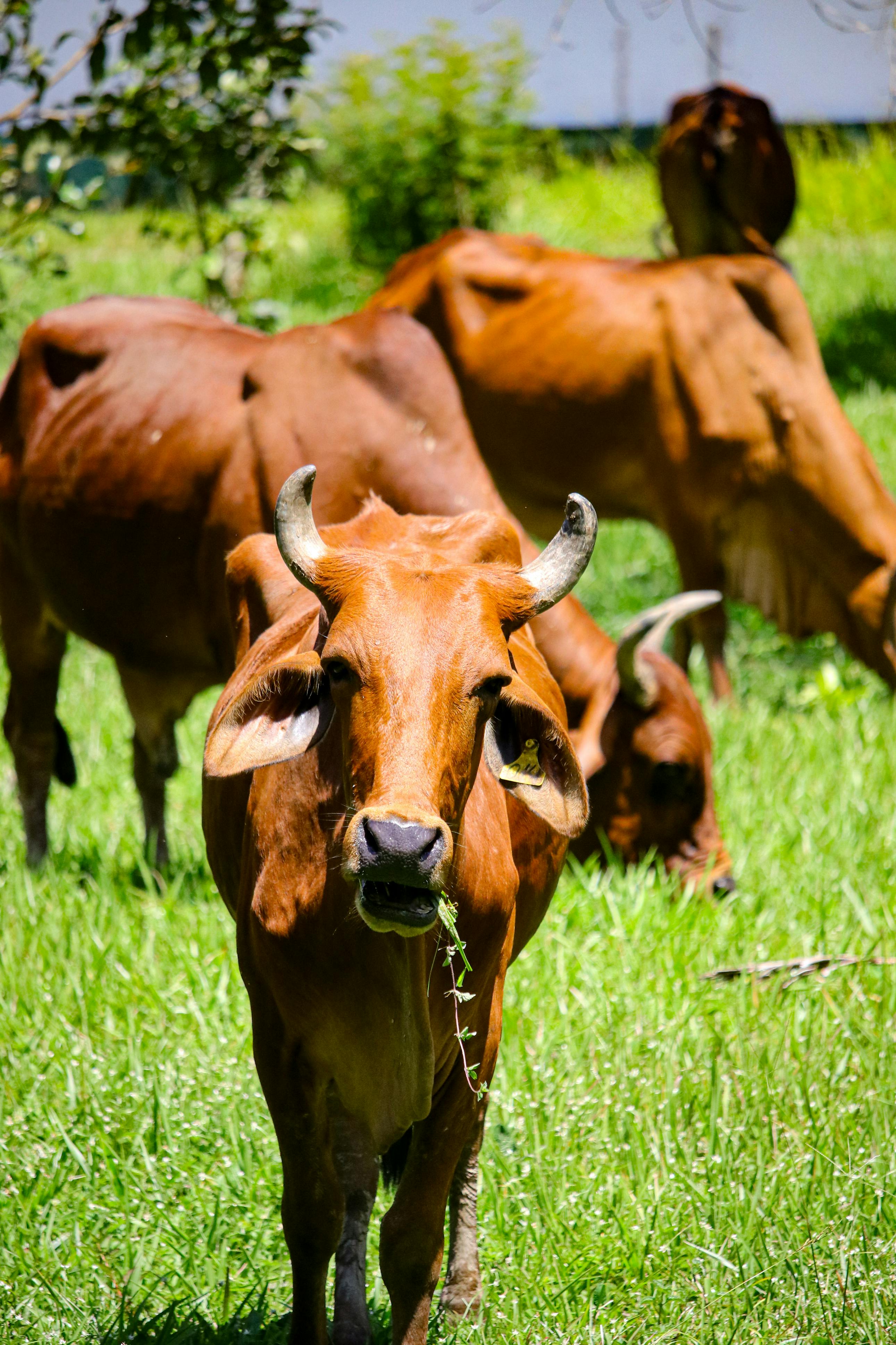 Hydroponic Grow Bags